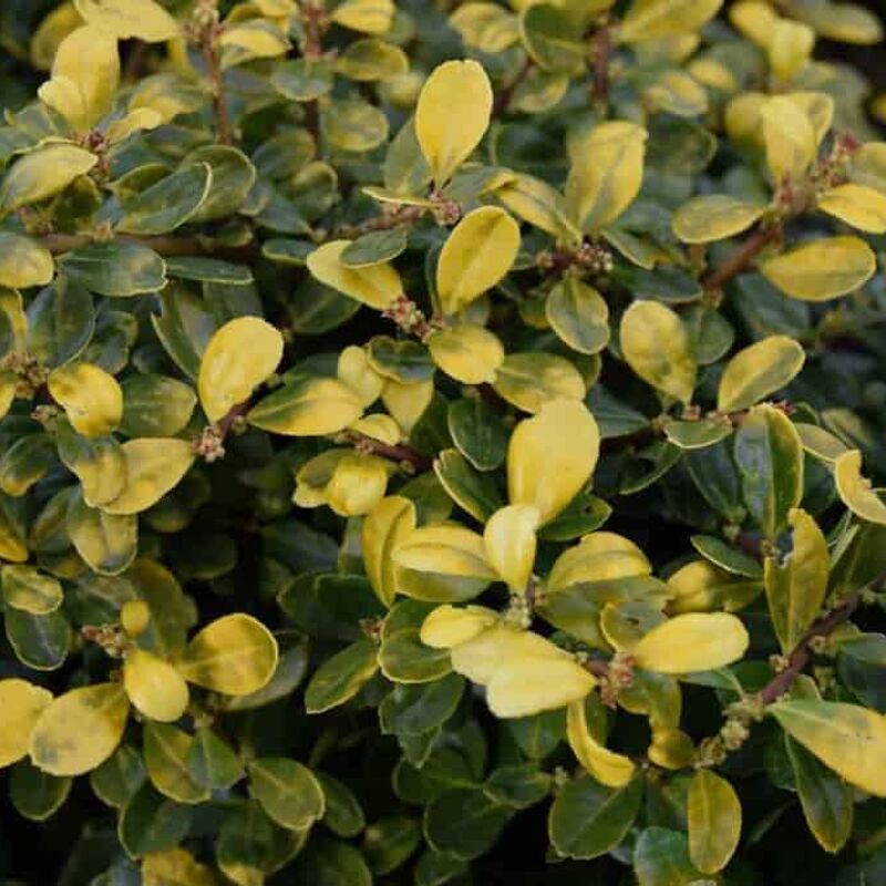 Ilex crenata 'Golden Gem' (f/v) 30-40 cm